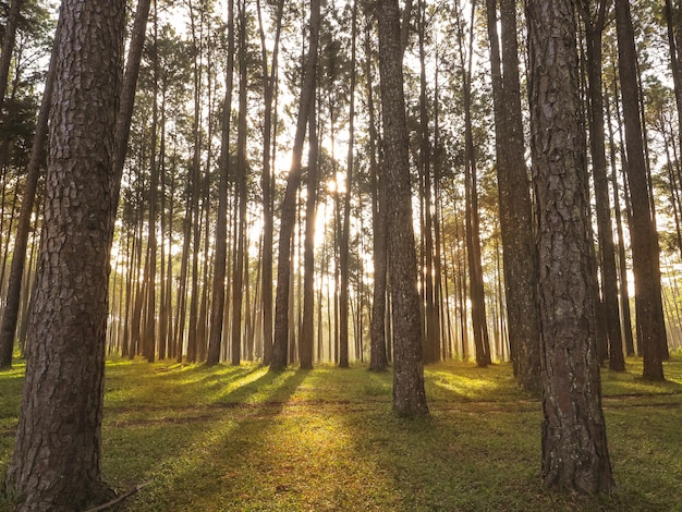 Kiefernwald und grünes Grasland mit Sonnenlicht am Morgen Natürlicher Hintergrund des Sonnenaufgangs