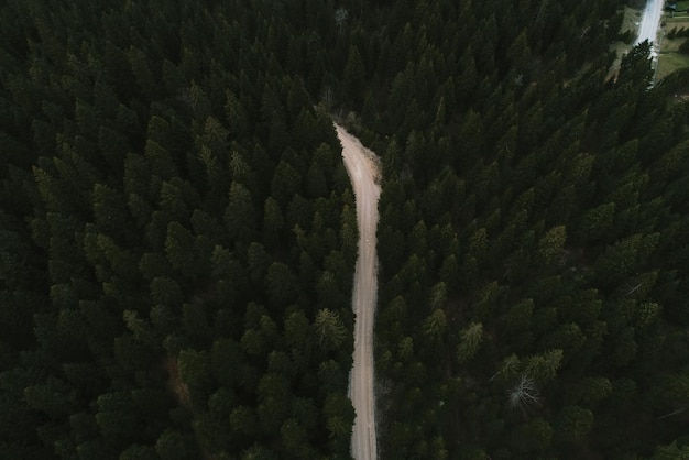 Kiefernwald von oben Herbstsaison Forest Road Hochwertiges Foto