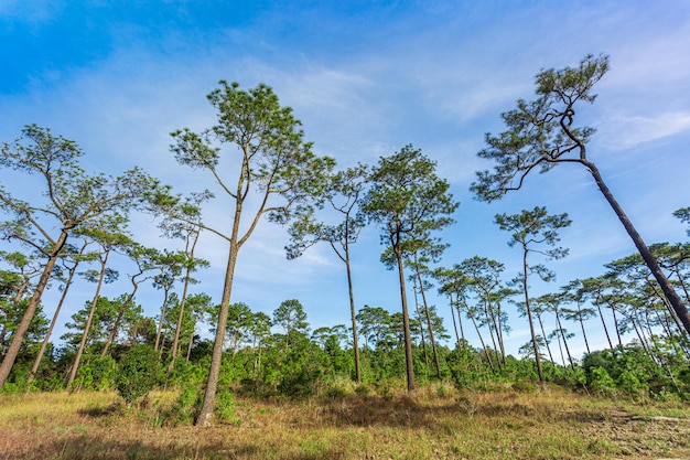 Kiefernwaldlandschaft