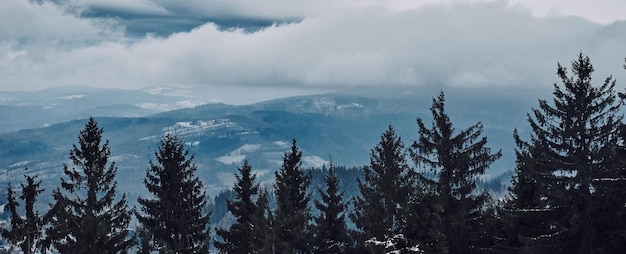 Kiefernwaldsilhouette mit Nebel