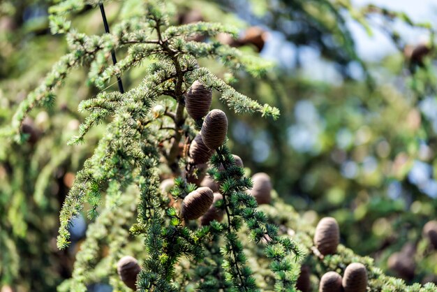 Kiefernzapfen am Baum