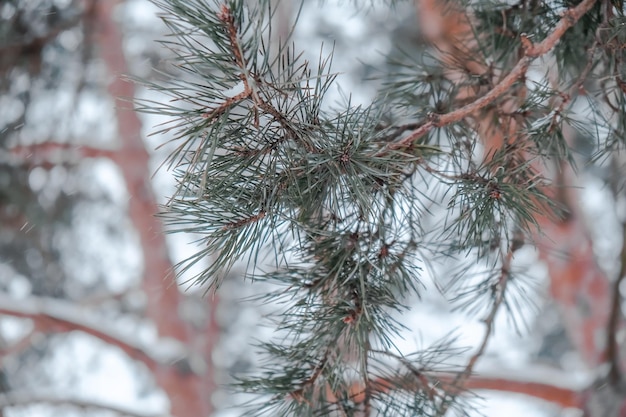 Kiefernzweig hautnah mit Nadeln im Winterbokeh. Weihnachtsbäume im Park. Tannenzapfen und weiße Schneeflocken. Neujahr. Weihnachten. Weihnachtsfeiertage. Hintergrund.