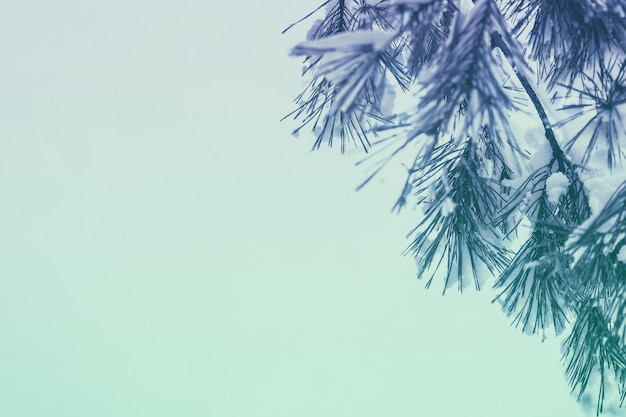 Kiefernzweig mit Schnee auf blauem Hintergrund bedeckt. Platz kopieren