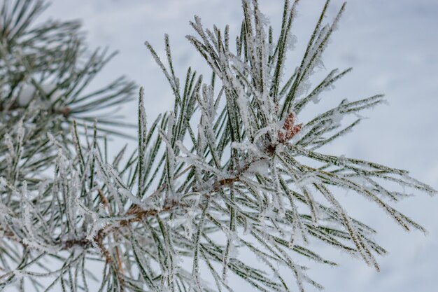 Kiefernzweig mit Schneekristallen Nahaufnahme auf einem Schneehintergrund im Wintertag