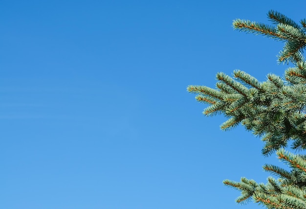 Kiefernzweige auf blauem Himmel