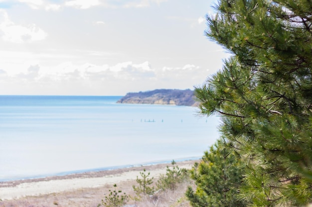 Kiefernzweige auf dem Hintergrund des Meeresstrandes