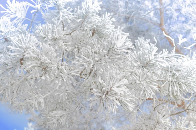 Kiefernzweige bedeckt mit Schnee im sonnigen Wintertag