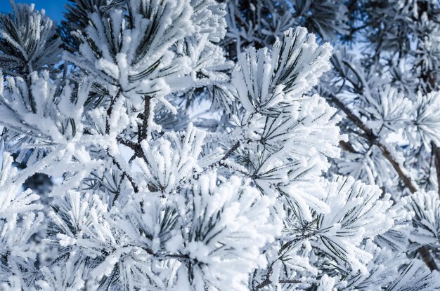 Kiefernzweige bedeckt mit Schnee im sonnigen Wintertag