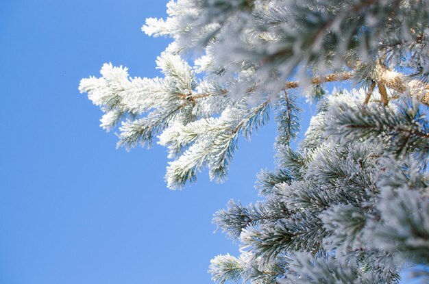 Kiefernzweige bedeckt mit Schnee im sonnigen Wintertag