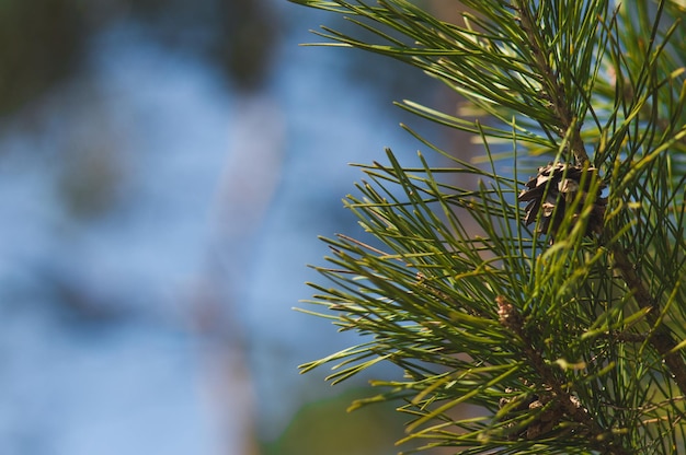 Kiefernzweige mit Zapfen auf dem Hintergrund eines verschwommenen Baums mit blauem Himmel Grüne Nadeln Nahaufnahme wie Element der Postkarte