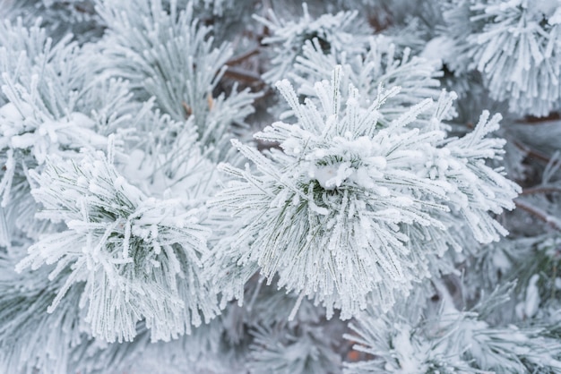 Kiefernzweige und Nadeln sind mit flauschigem Schnee bedeckt. Makro