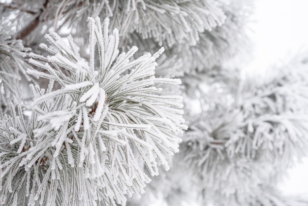 Kiefernzweige und Nadeln sind mit flauschigem Schnee bedeckt. Makro