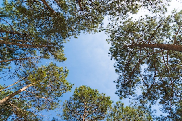 Kiefersommer im Wald.