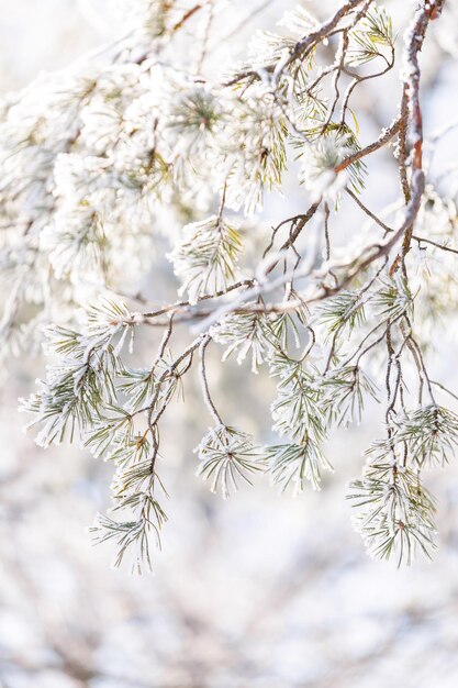 Foto kieferzweig mit schneebedecktem winterhintergrund