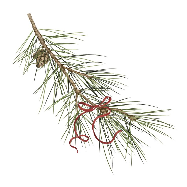 Foto kieferzweig mit zapfen, nadelbaumzweig und festlicher roter bogen, isolierter hintergrund weihnachtsbaum