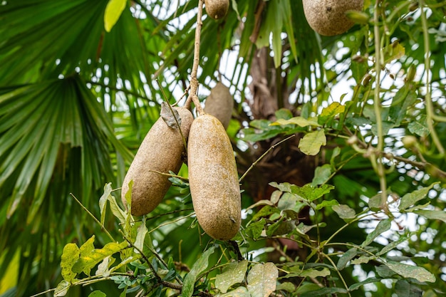 Kigelia ist eine Pflanzengattung aus der Familie der Bignoniaceae. Kigelia africana