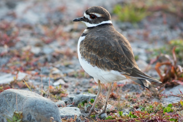 Foto killdeer en panguitch lake utah