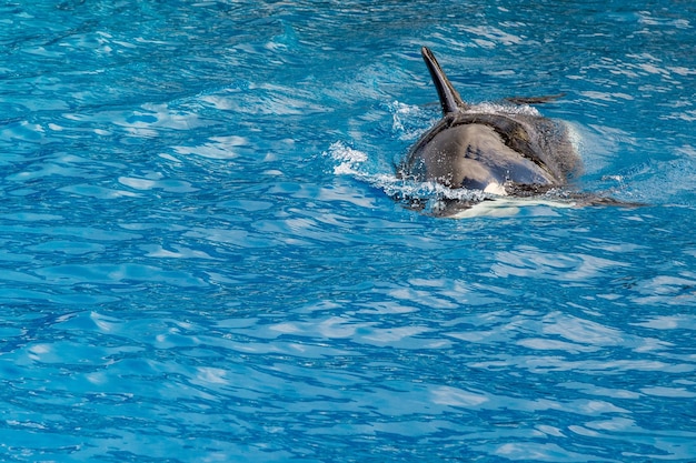 Killerwal-Orca beim Schwimmen