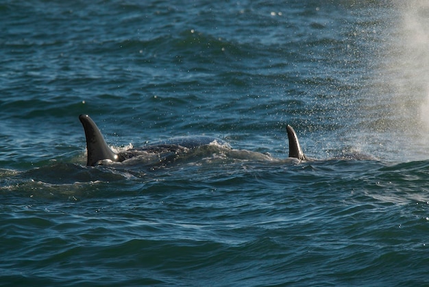 Killerwal Orca jagt einen Seelöwenwelpen Halbinsel Valdes Patagonien Argentinien