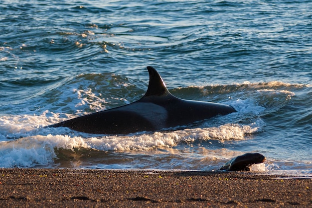 Killerwal Orca jagt einen Seelöwenwelpen Halbinsel Valdes Patagonien Argentinien