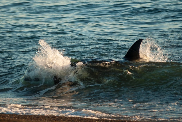 Killerwal Orca jagt einen Seelöwenwelpen Halbinsel Valdes Patagonien Argentinien