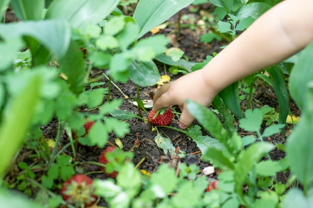 Kind, das Erdbeeren im Garten auswählt
