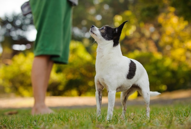 Kind, das im Park auf der Wiese neben einem Hund steht