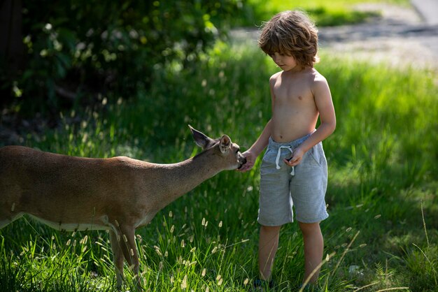 Kind füttert Rehkitz im Freien hübscher Junge mit Tierbaby bei Parkkinderanpassung