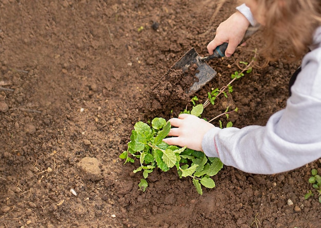 Kind macht Gartenarbeit und pflanzt im Frühling Kräuterminze im Garten aus nächster Nähe