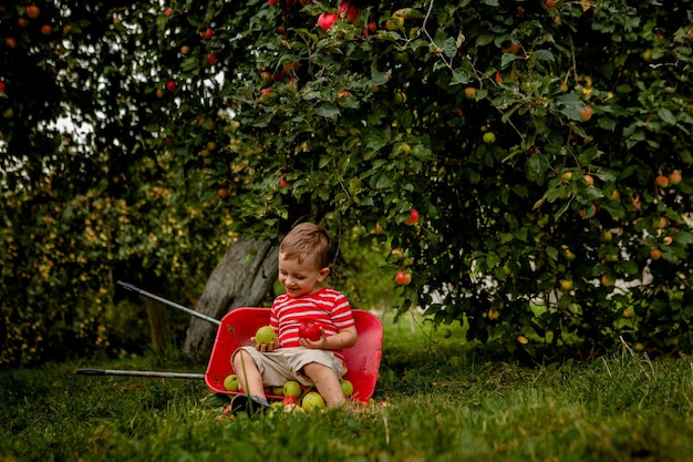 Kind Äpfel auf einem Bauernhof pflücken Kleiner Junge spielt in Apple Tree Orchard Kid Obst pflücken und legte sie in eine Schubkarre Baby essen gesunde Früchte Herbsternte Outdoor-Spaß für Kinder
