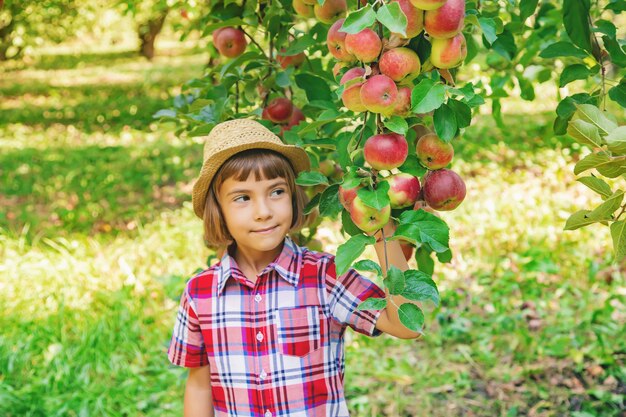 Kind pflückt Äpfel im Garten im Garten