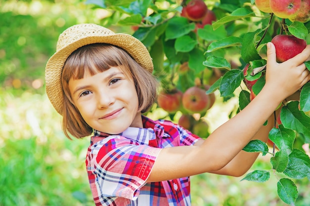 Kind pflückt Äpfel im Garten im Garten