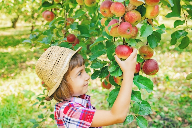 Kind pflückt Äpfel im Garten im Garten