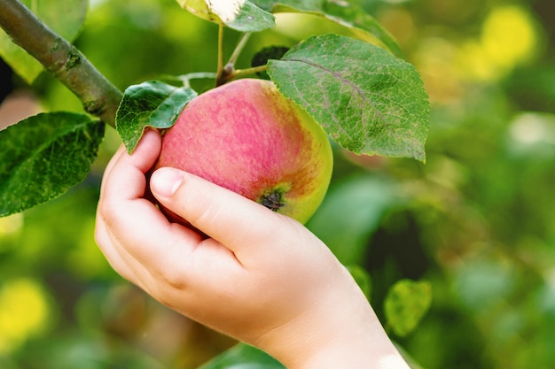 Kind pflückt roten Apfel vom Ast