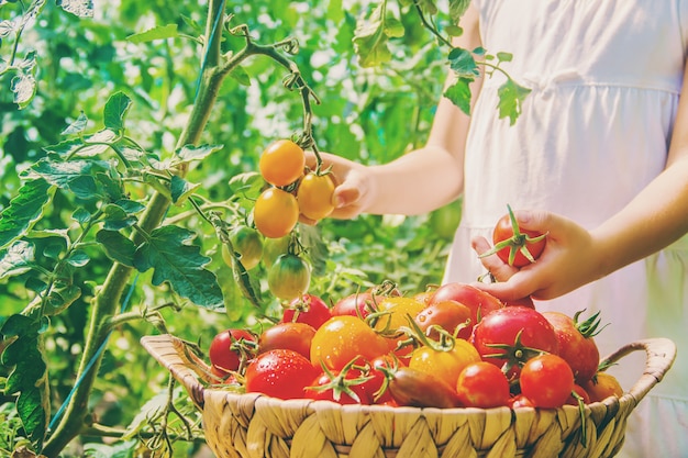 Kind sammelt eine Ernte von selbst gemachten Tomaten. selektiver fokus.