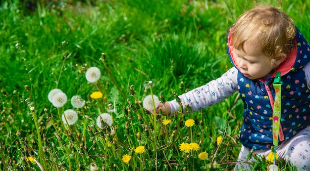 Kind sammelt Löwenzahn im selektiven Fokus des Parks