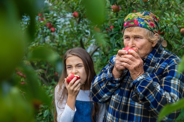 Kind und großmutter ernten äpfel im garten selektiver fokus