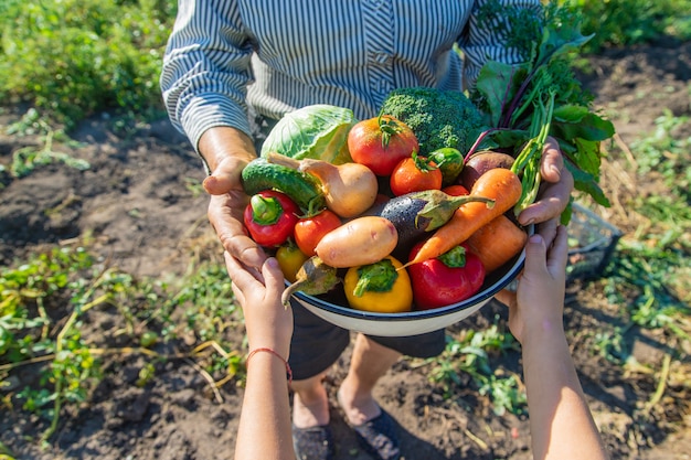 Kind und Großmutter im Garten mit Gemüse in den Händen. Selektiver Fokus.