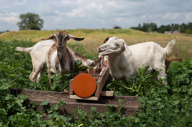 Kinder der Ziege essen von einem Futterhäuschen auf einem Freigelände