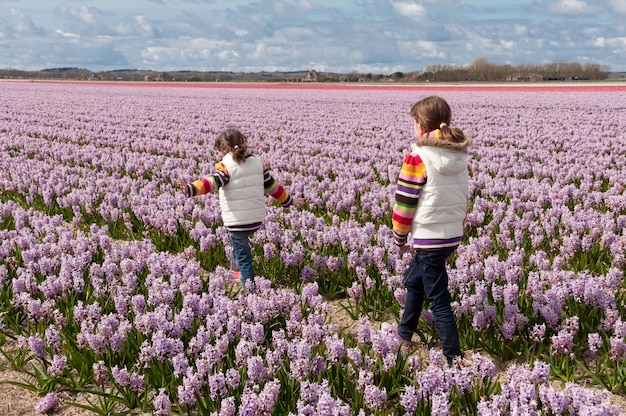 Kinder, die auf schönem Hyazinthenfeld in den Niederlanden spielen. Kleine Mädchen, die Spaß in den bunten Frühlingsblumen haben. Frühlingsurlaub