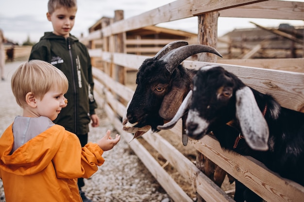 Kinder füttern die Ziegen auf dem Bauernhof