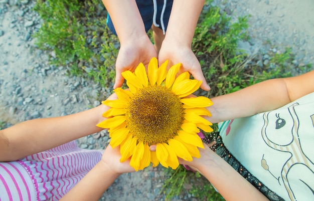 Kinder halten eine Sonnenblume in ihren Händen