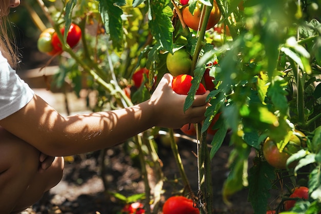 Kinder helfen Erwachsenen bei der Hausarbeit, ernten reifes Gemüse