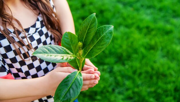 Kinder kümmern sich um den Naturbaum in ihren Händen Selektiver Fokus