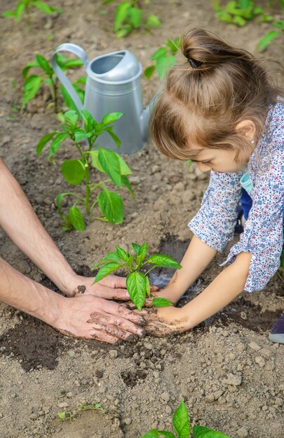 Kinder- und Vaterpflanzen im Garten.