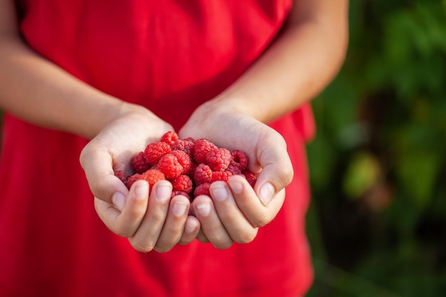 Kinderhände halten an einem Sommertag eine Handvoll frischer Himbeeren zum Verzehr bereit. Gesundes Essen.