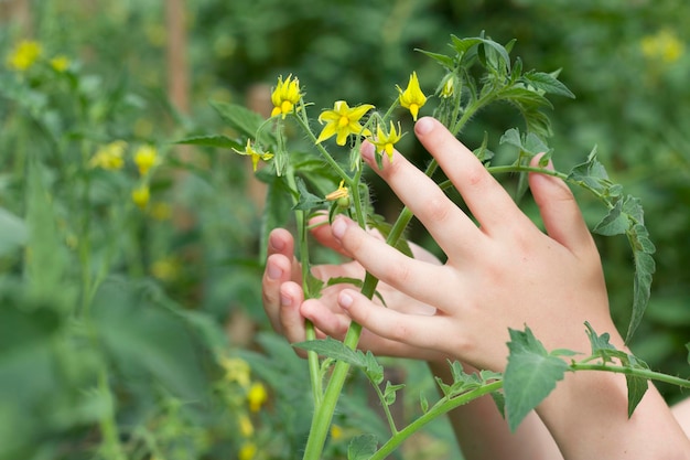 Kinderhände halten eine gelb blühende Tomatenpflanze im Gewächshaus