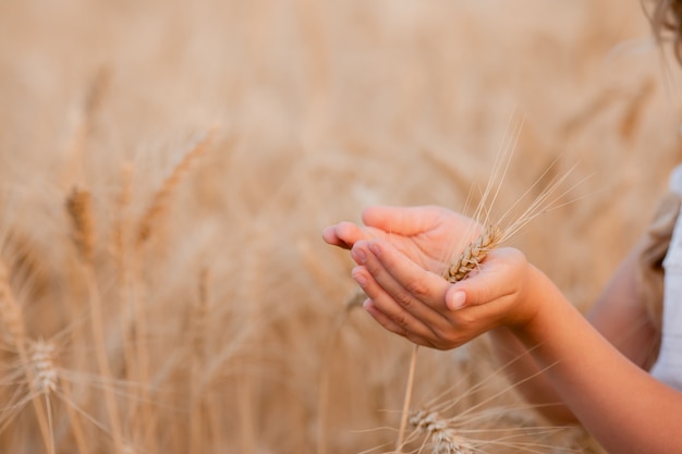 Kinderhände halten im Sommer die Weizenähren auf einem Feld