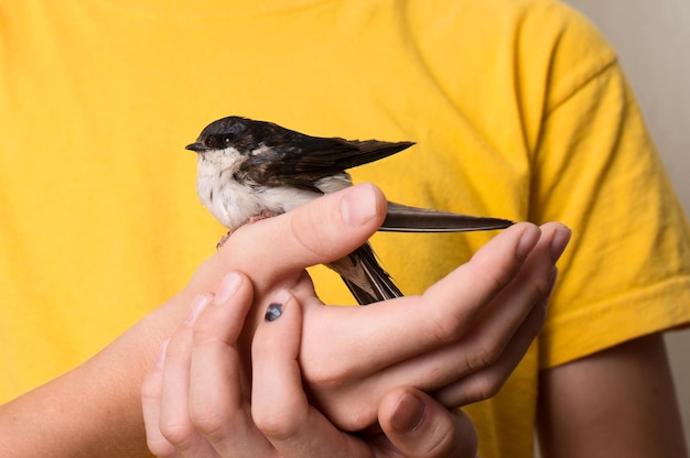 Kinderhände mit verletztem Schwalbenvogel aus nächster Nähe Konzept zur Rettung von Wildvögeln