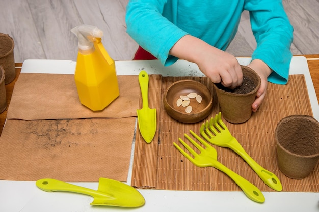 Kinderhände pflanzen Kürbiskerne in einem Torftopf für Setzlinge, die Werkzeuge auf dem Tisch verstreute Erdtöpfe Kürbiskerne pflanzen